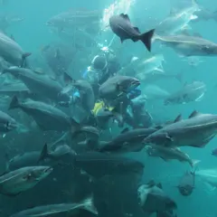 Atlantic Sea Park