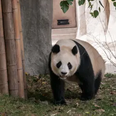 Chengdu Panda Base